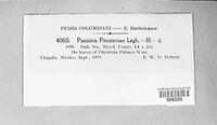 Puccinia pitcairniae image